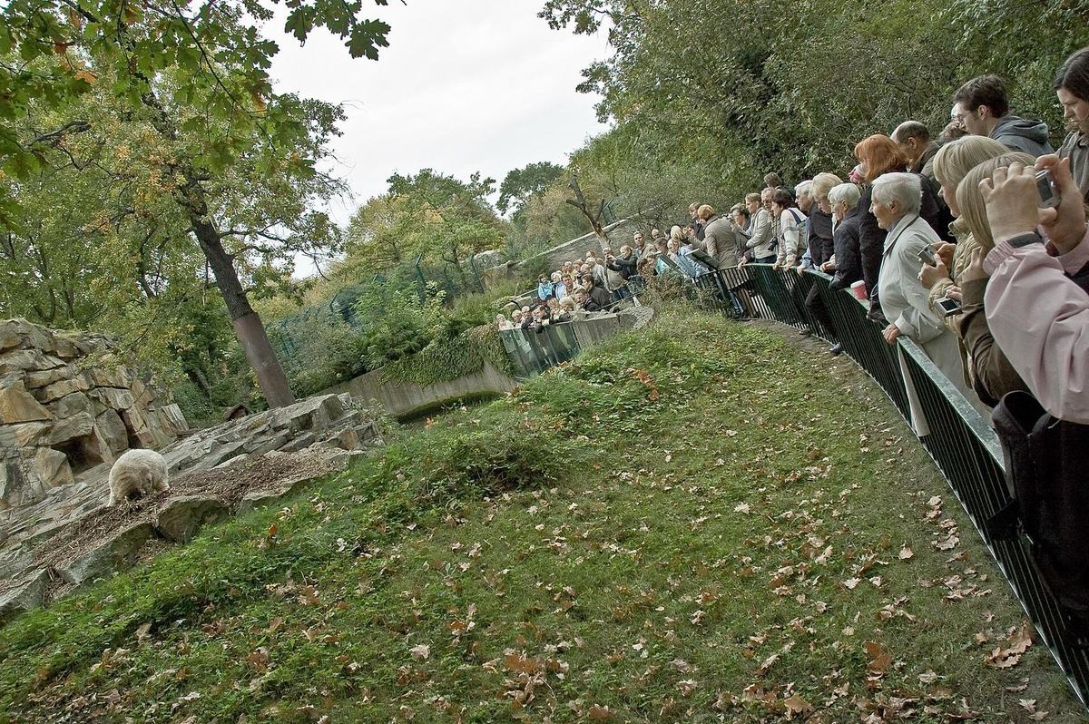 A long line of visitors along the railing of Knut's enclosure