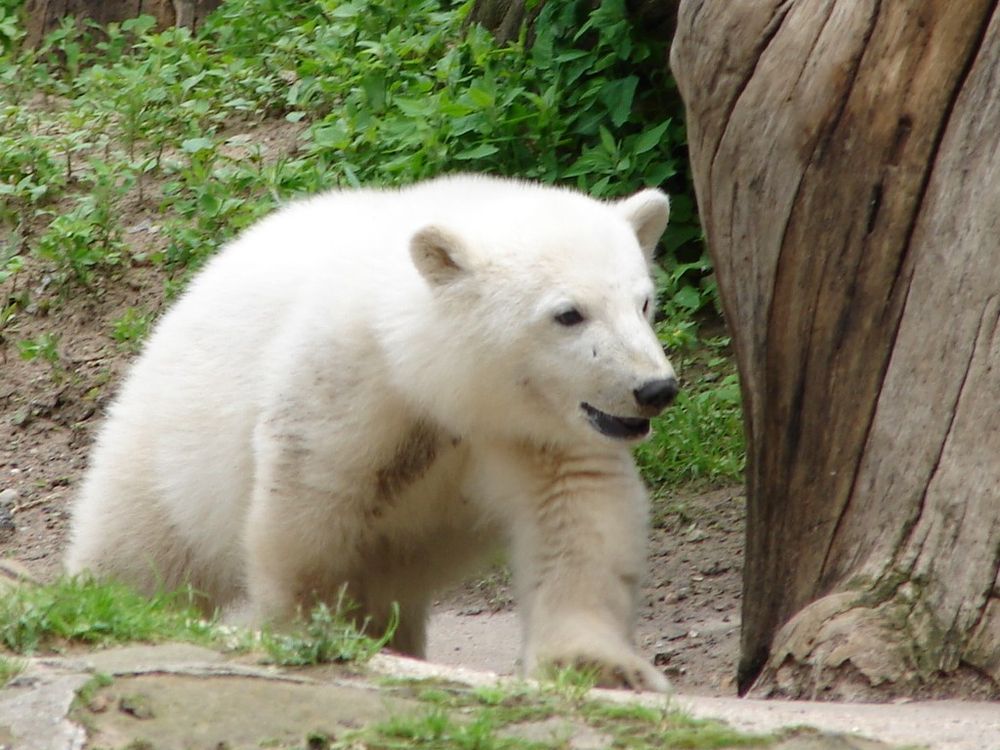 Knut as a cub smiling near a tree trunk