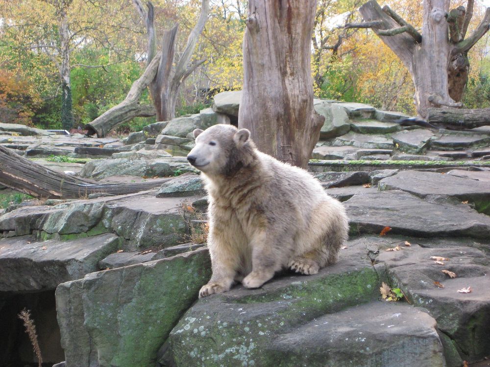 Knut at ten months sitting on rocks