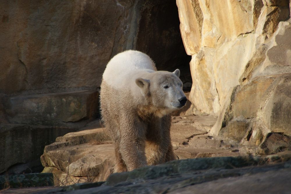 Knut at two years old near a cave wall