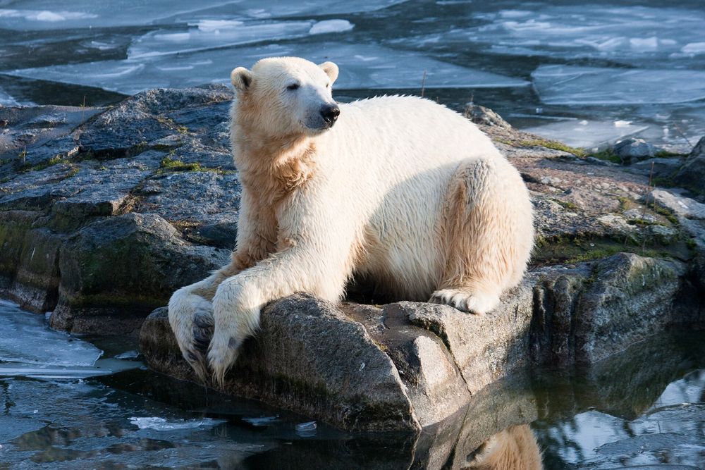 Adult Knut resting on rocks by the water