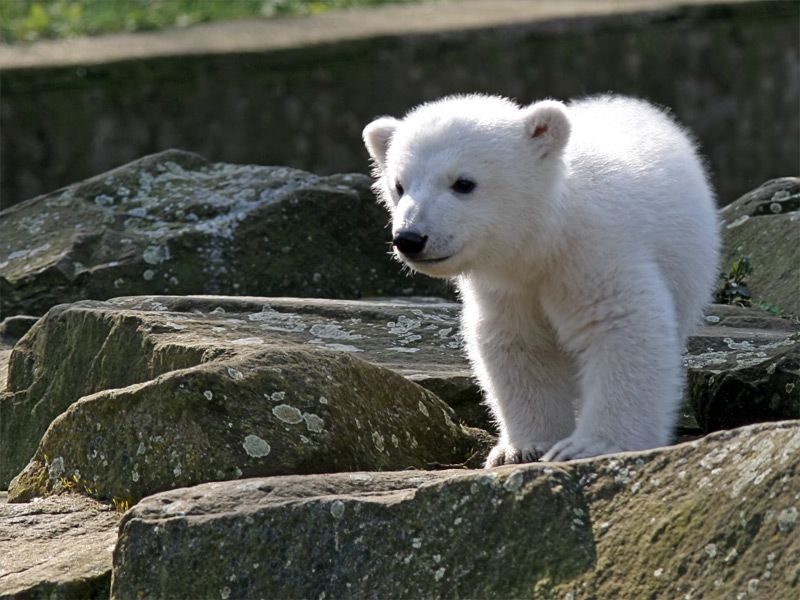 Knut as a small white cub standing on a rock in his enclosure