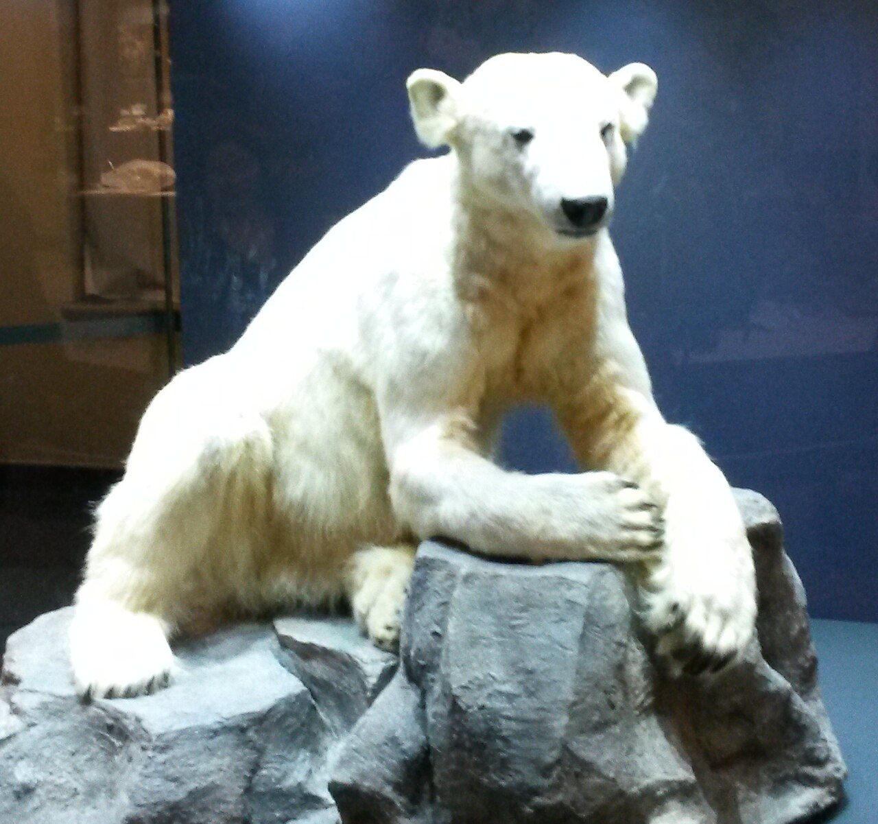 Knut preserved on display at the Museum für Naturkunde in Berlin