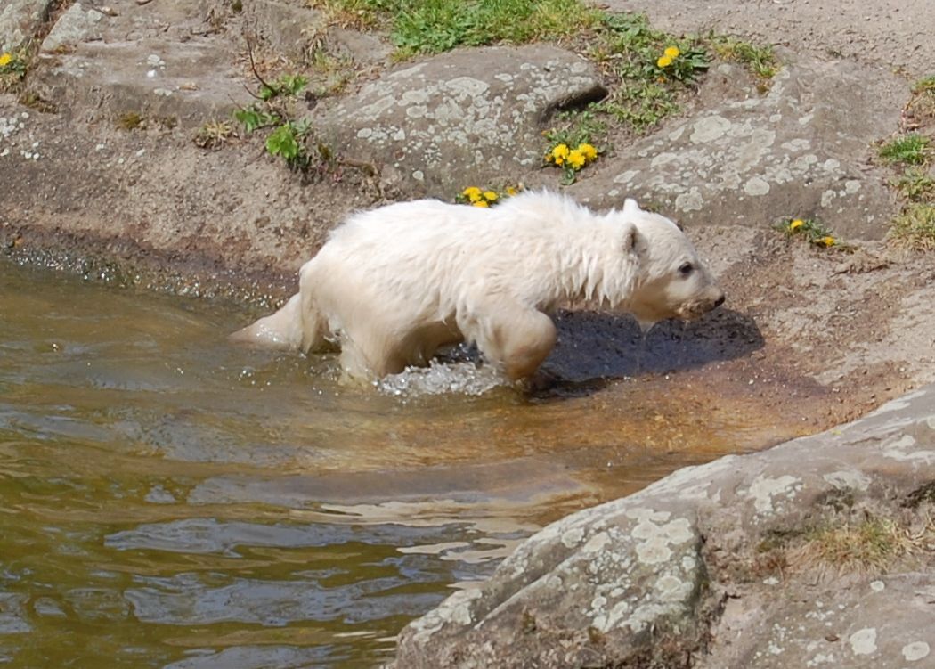 Knut as a cub walking through shallow water